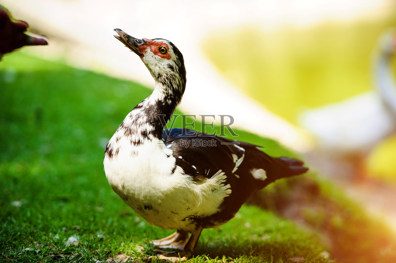 草地上的鸭子照片摄影图片
