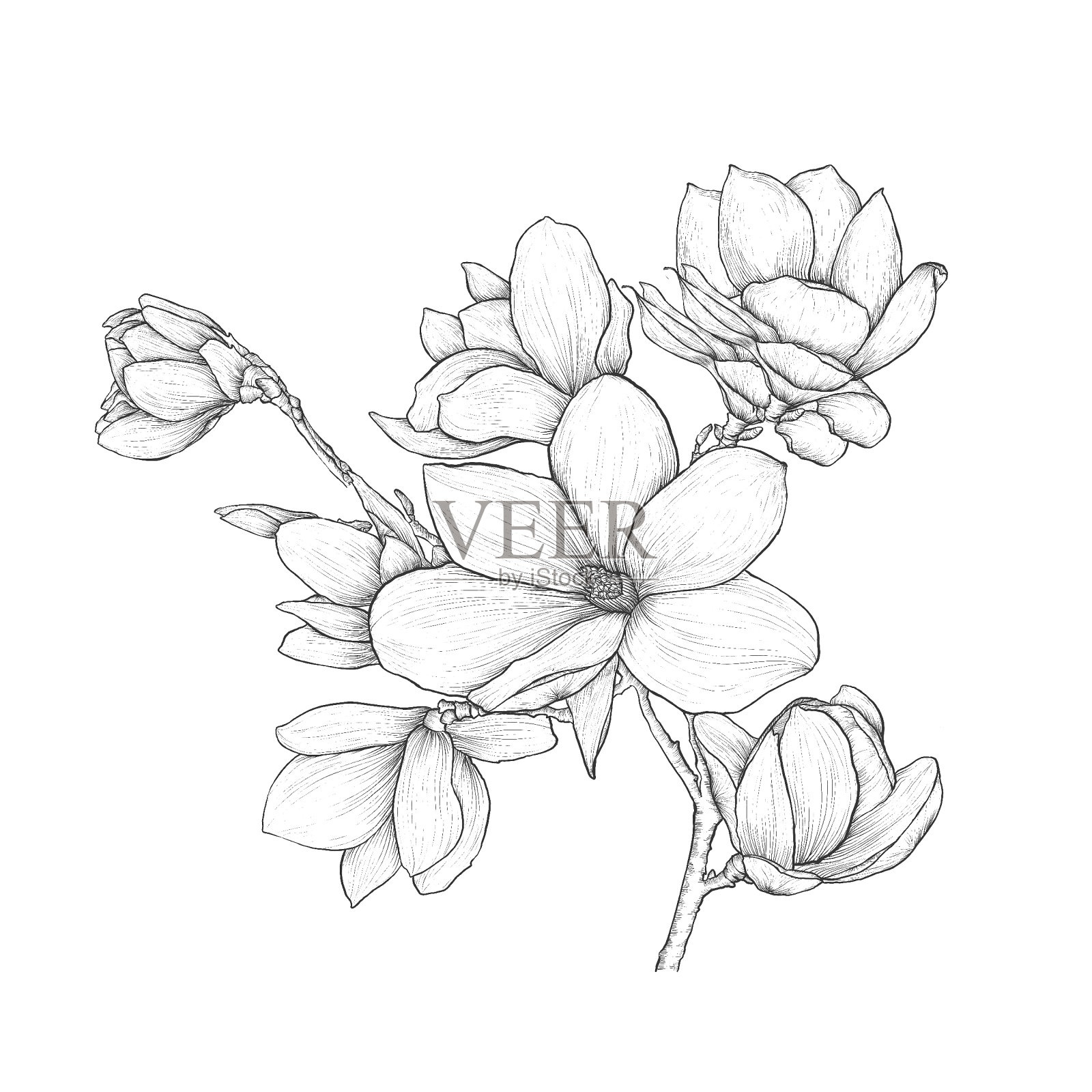 木兰花数字笔绘图插画图片素材