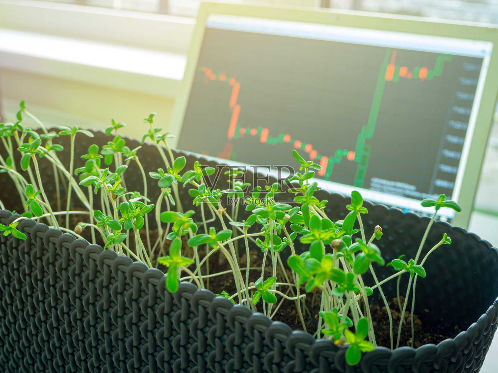 大麻与市场曲线图照片摄影图片