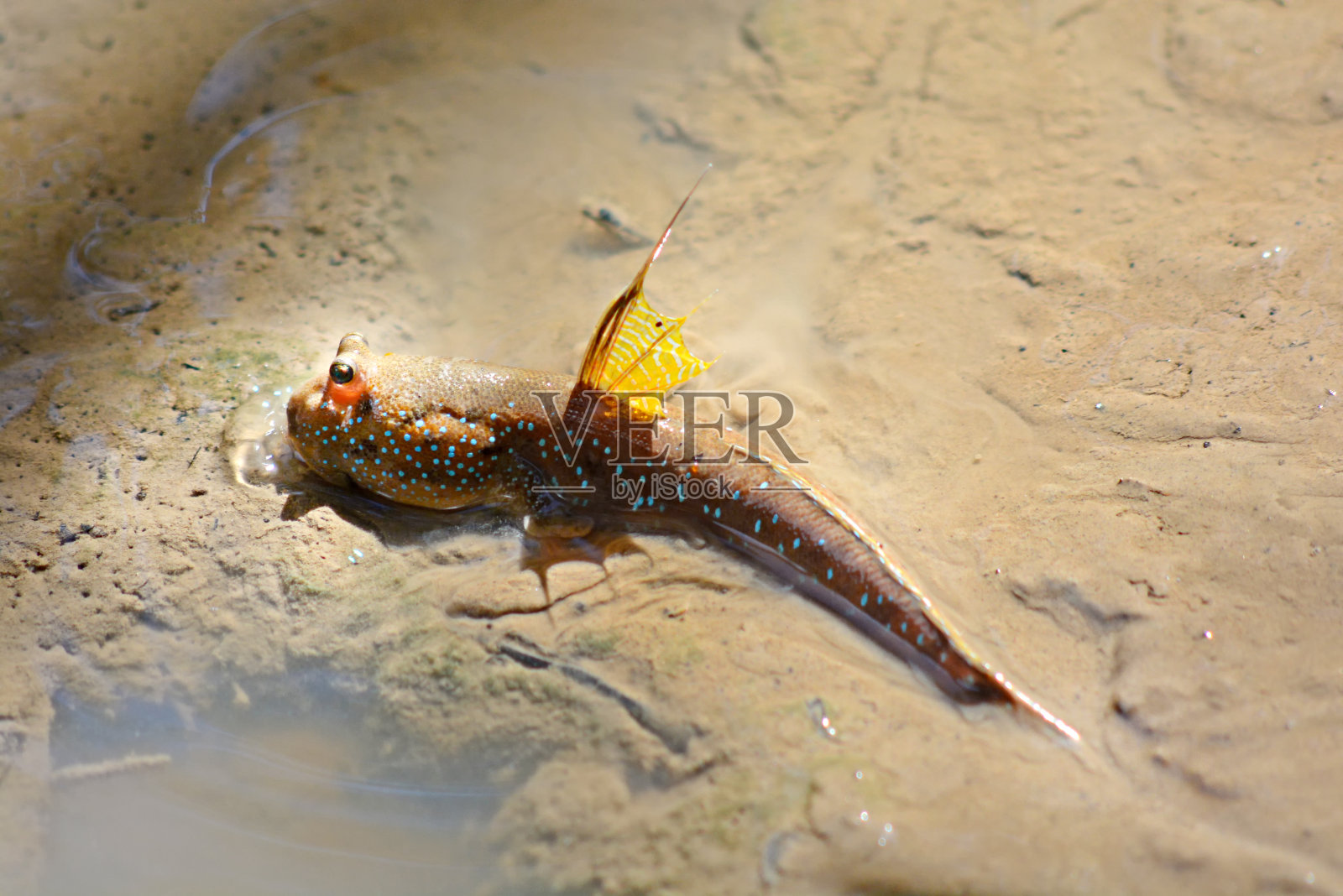 泰国弹涂鱼科照片摄影图片