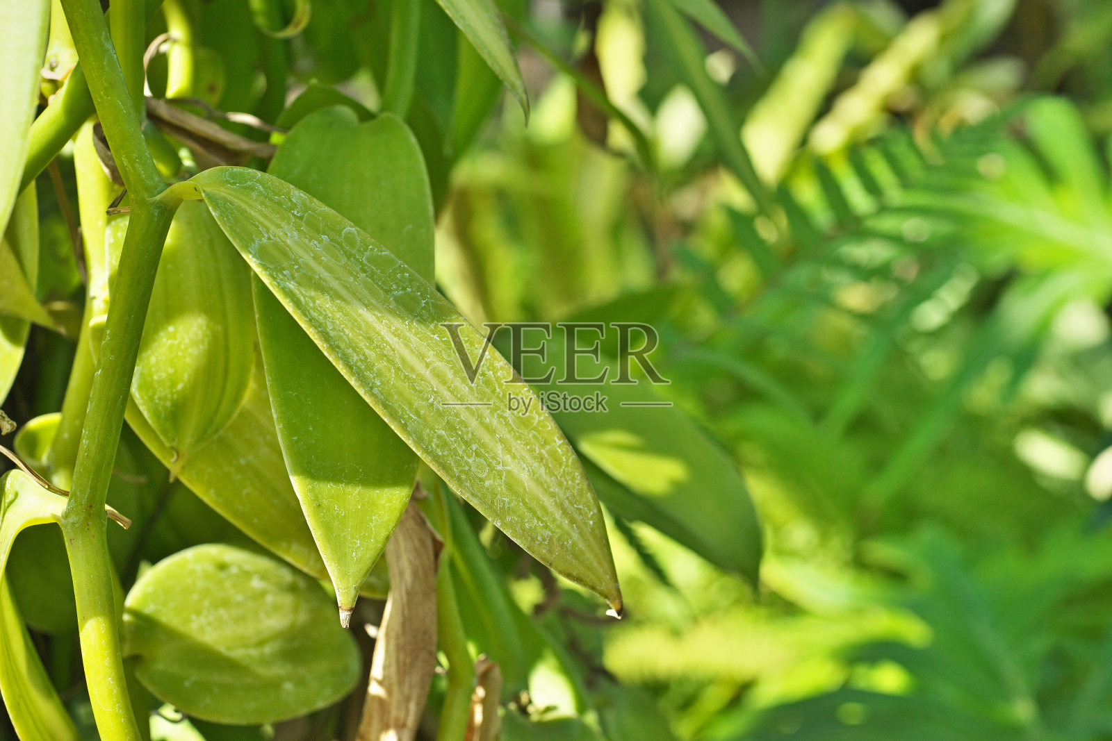 香草照片摄影图片