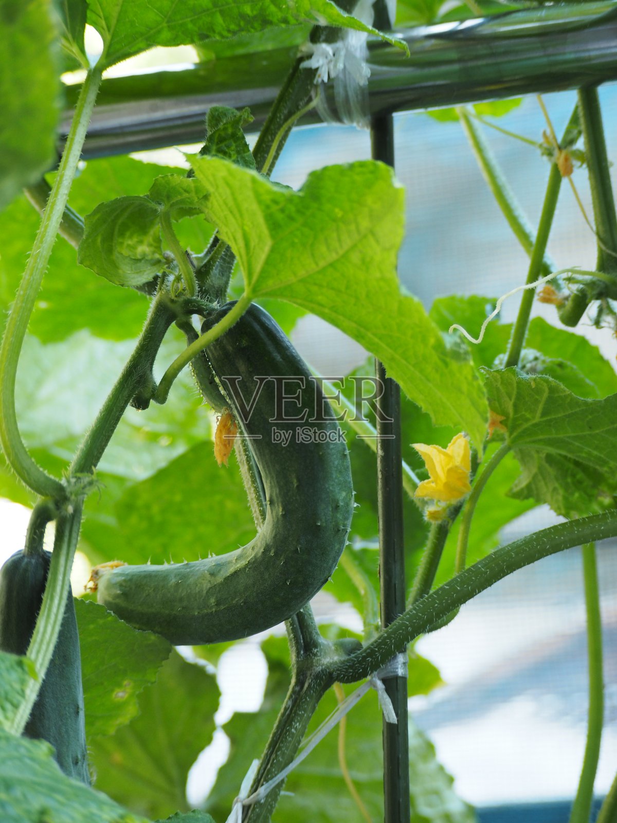 菜园子里的新鲜黄瓜照片摄影图片