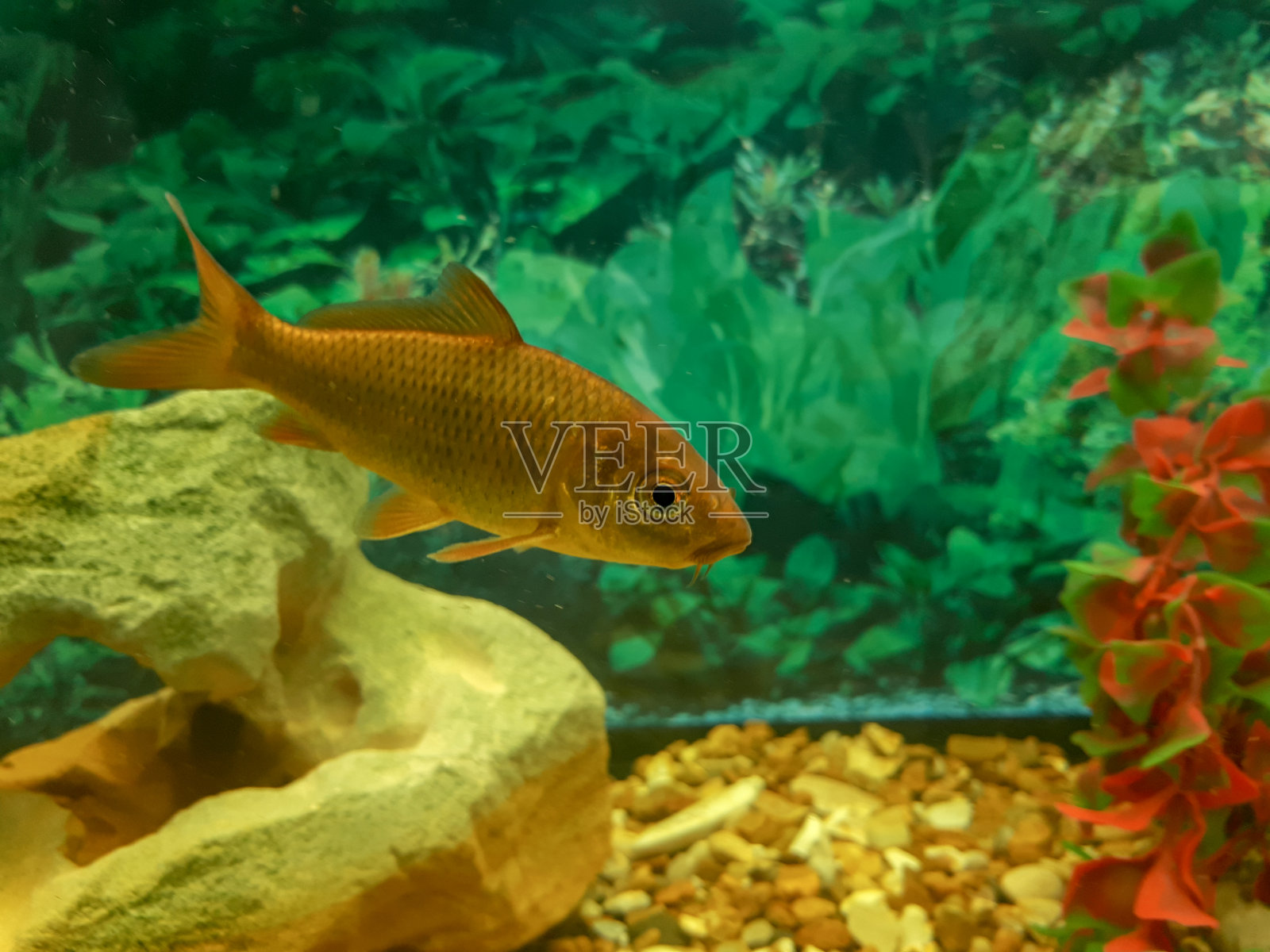 在水里游泳的年轻青铜鲤鱼照片摄影图片