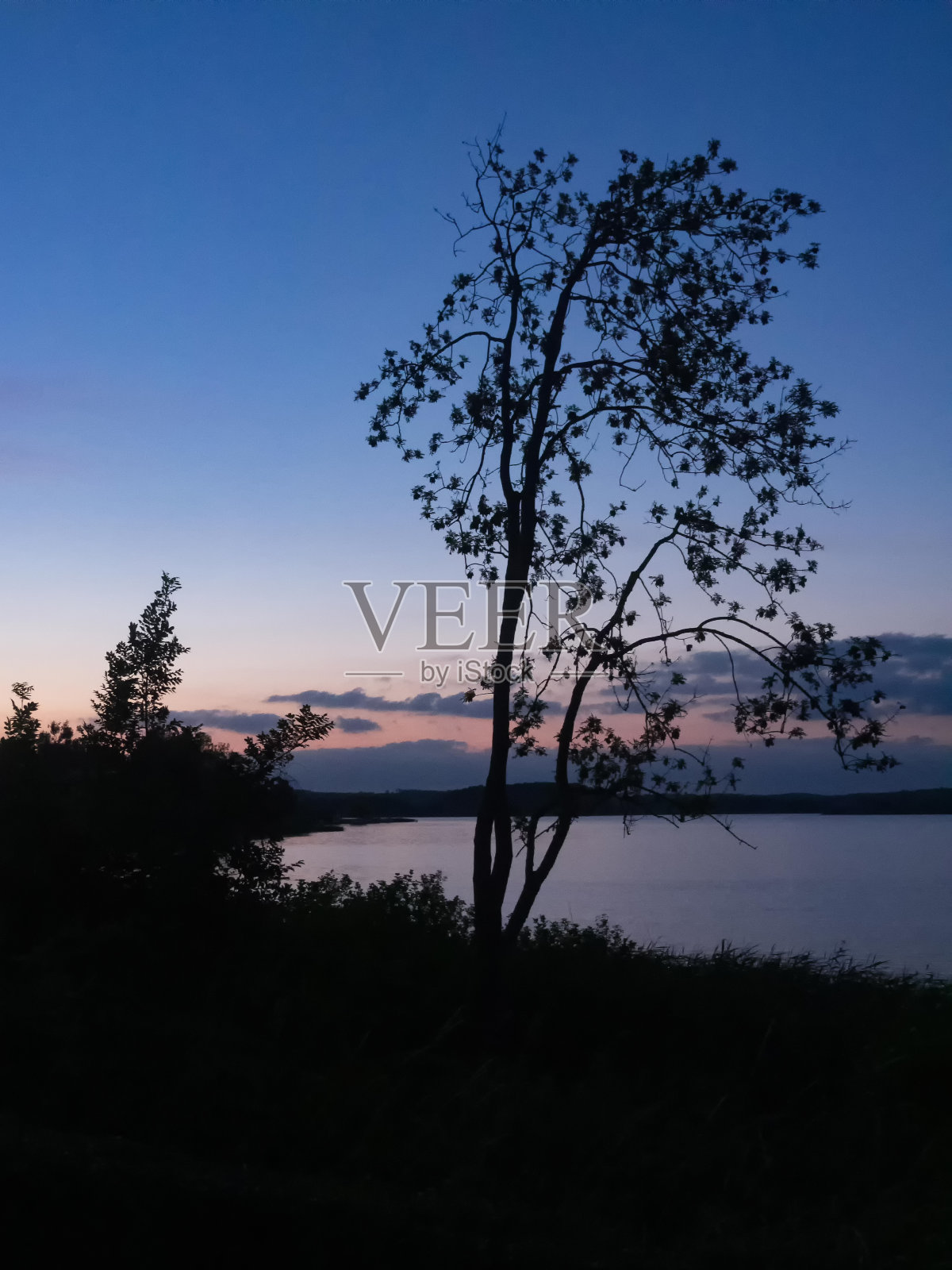 在蓝色时刻，梅克伦堡-西波美拉尼亚，德国“大ßer Sternberger See”湖岸边的一棵树剪影照片摄影图片