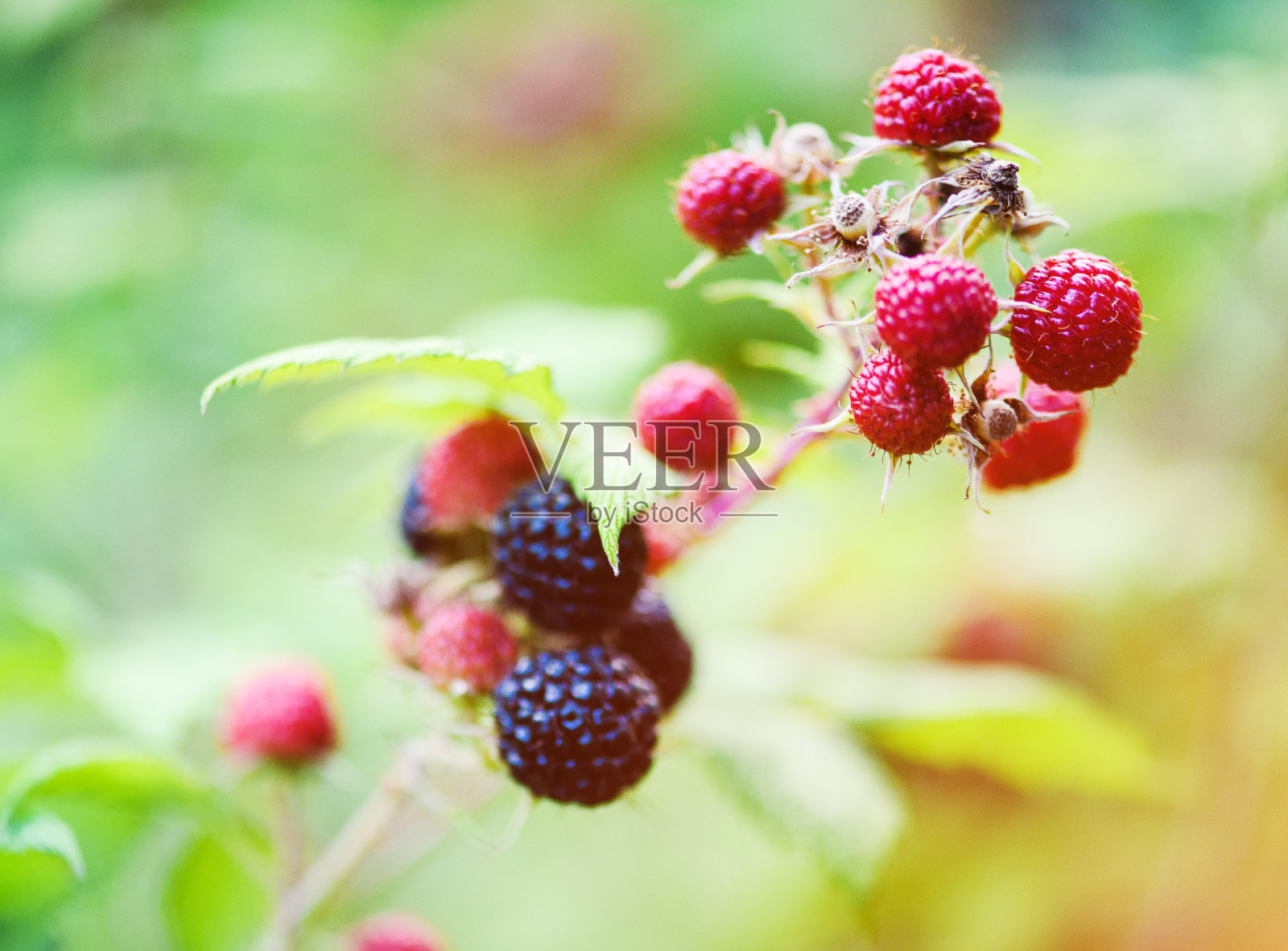 黑莓在花园里的绿色背景，夏天的时候照片摄影图片