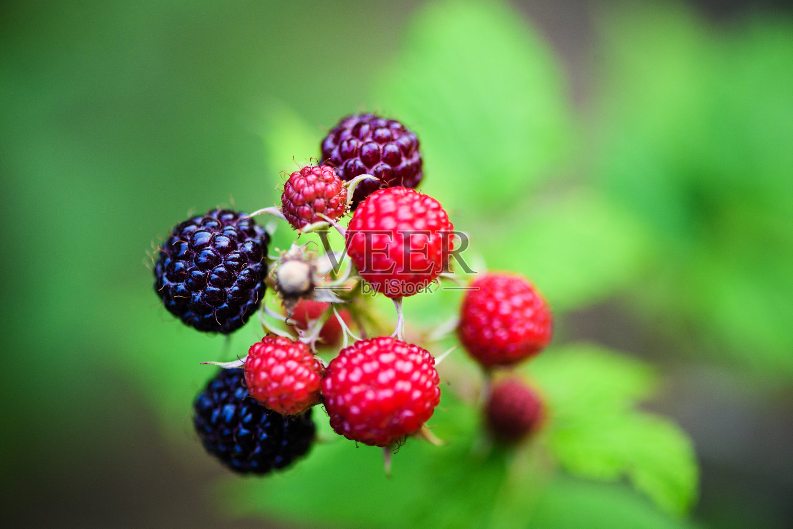 黑莓在花园里的绿色背景，夏天的时候照片摄影图片