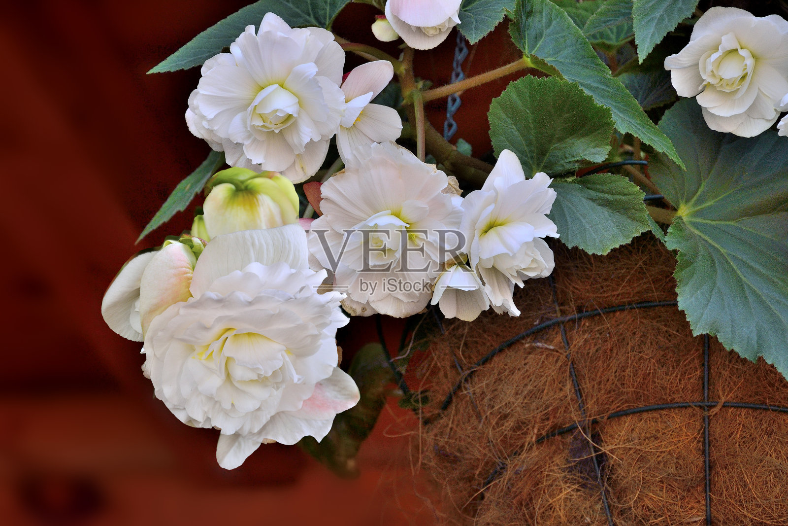 白色的秋海棠温柔的花在花盆里靠近照片摄影图片