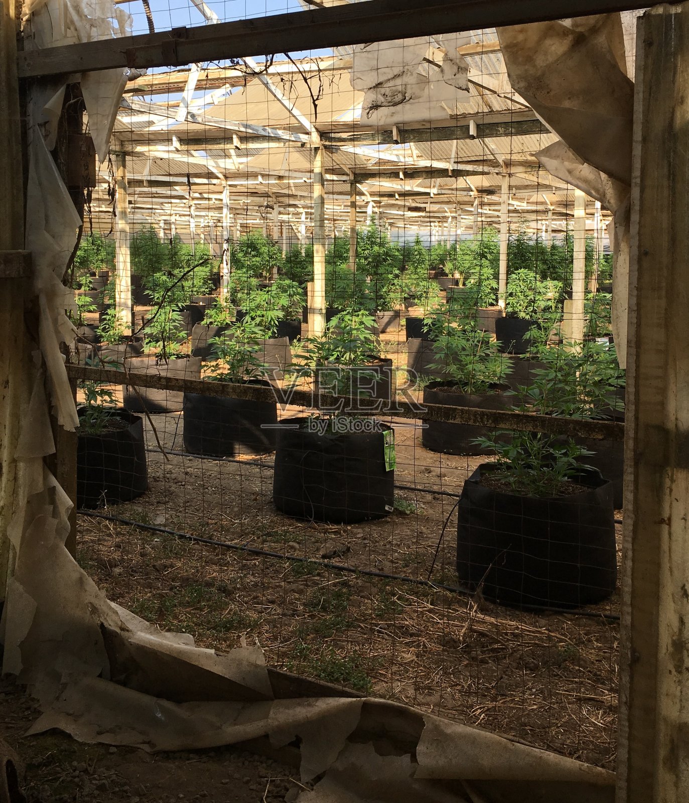 大麻照片摄影图片