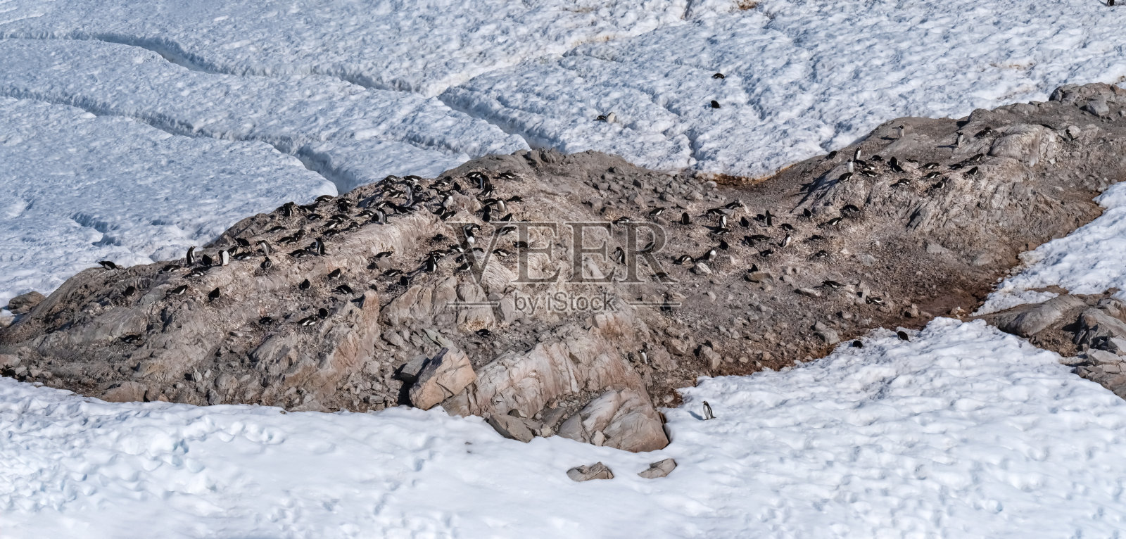 南极洲尼科港的巴布亚企鹅栖息地，干燥的岩石地形，背景是通往海滩的企鹅之路照片摄影图片