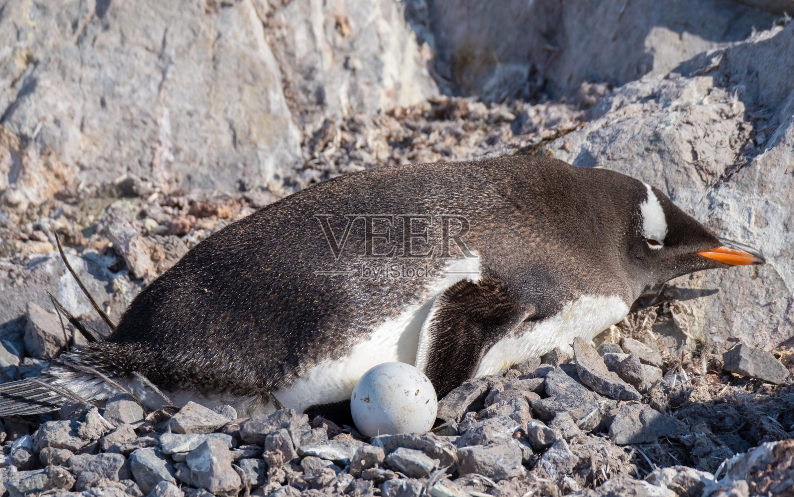 企鹅大部分时间在海洋中度过，但它们的筑巢地位于远离海岸的岩石地形上照片摄影图片