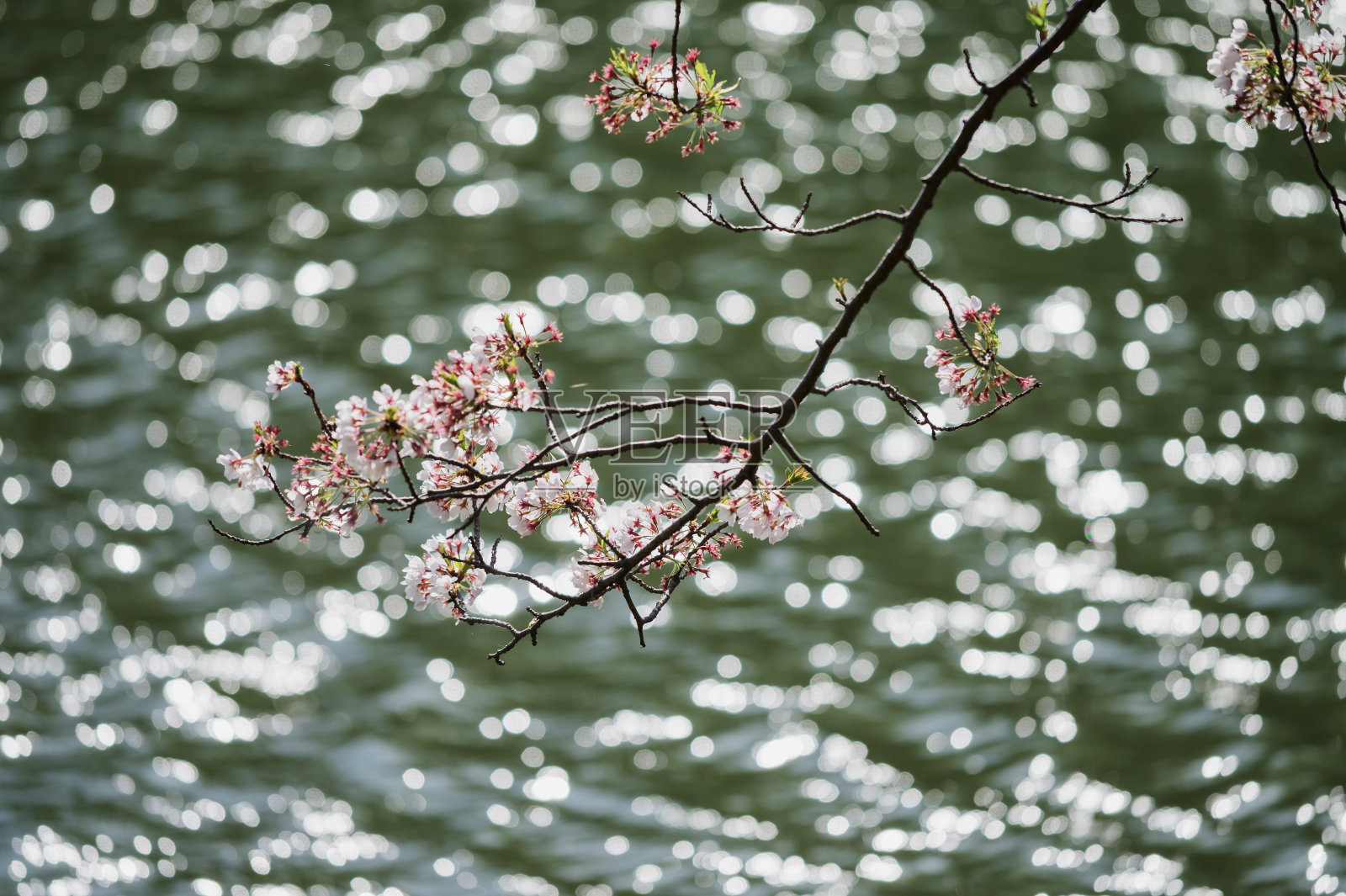 樱花照片摄影图片