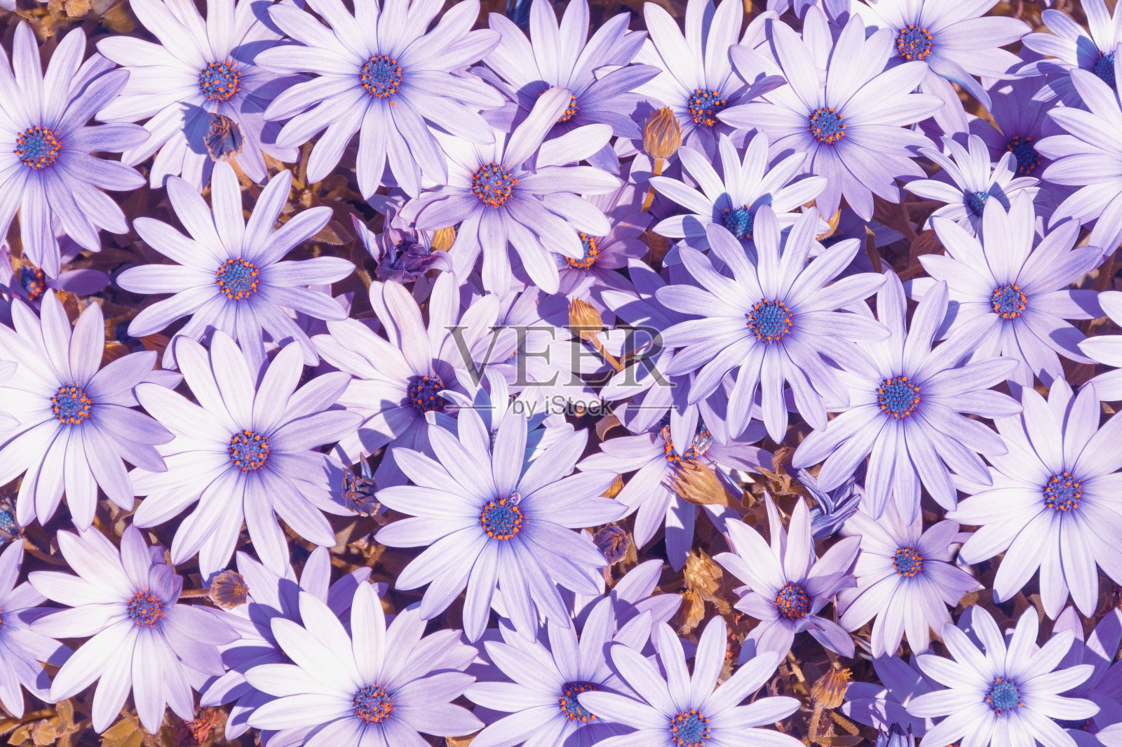 花的背景。花(非洲雏菊，蓝眼雏菊)照片摄影图片