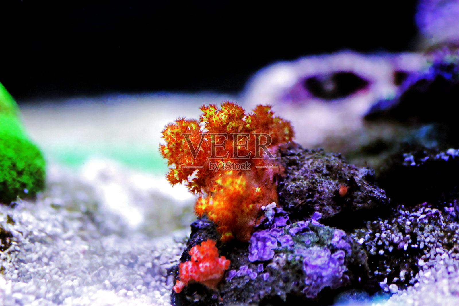 橙花树珊瑚-硬珊瑚属。照片摄影图片