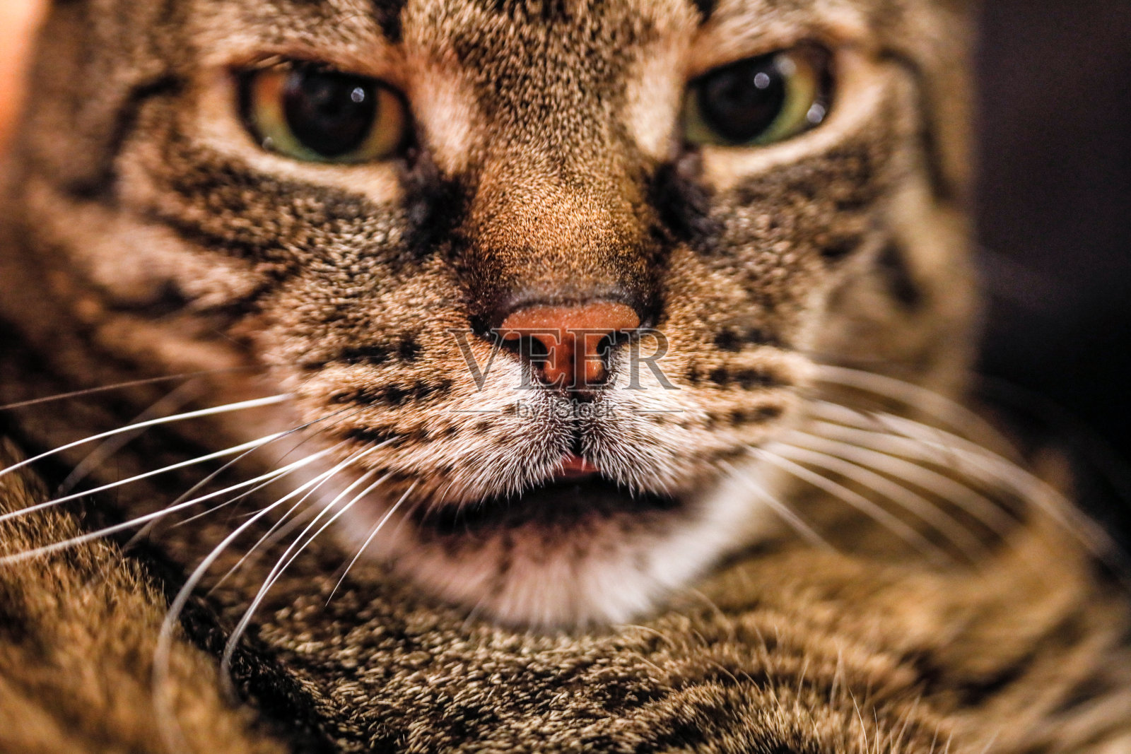 浅景深(选择性聚焦)和微距图像的女性短毛欧洲猫的脸。照片摄影图片