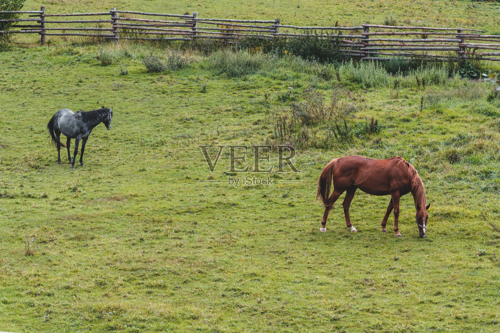 马走过山上的草地照片摄影图片