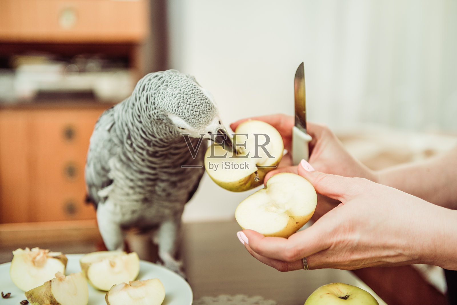 灰鹦鹉在吃苹果籽照片摄影图片