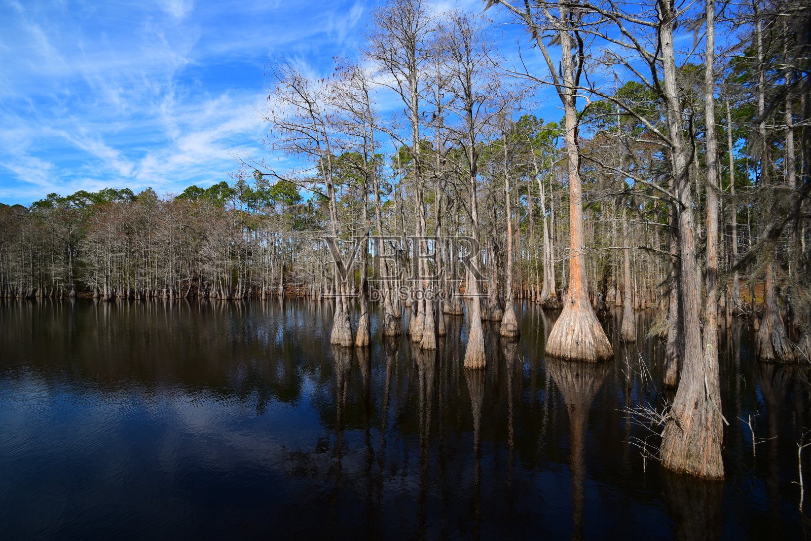 广角拍摄湖边的柏树旁开，深水下映着蓝天照片摄影图片