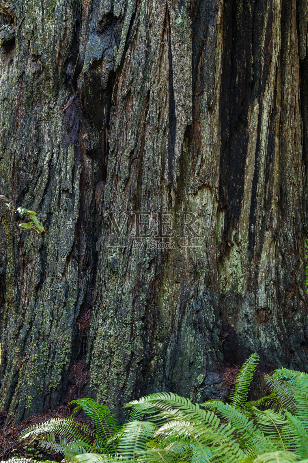 红木树照片摄影图片