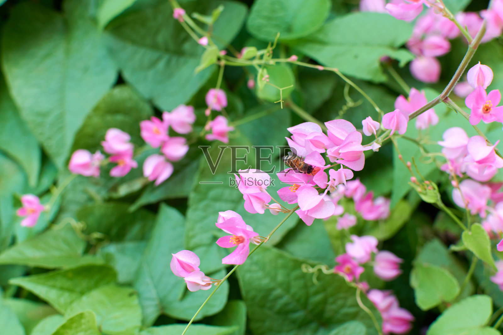 珊瑚藤照片摄影图片