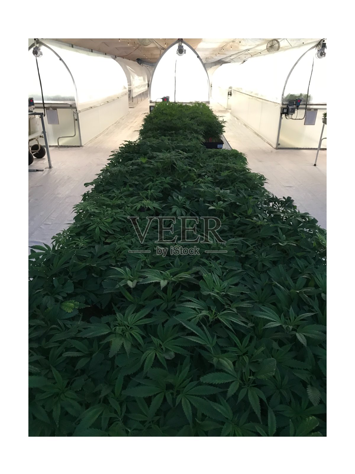 大麻照片摄影图片