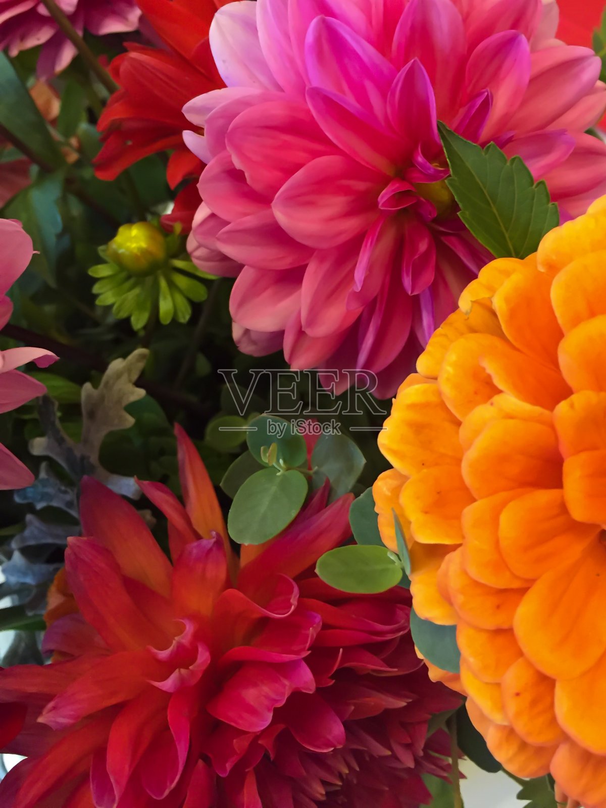 春天的花朵照片摄影图片