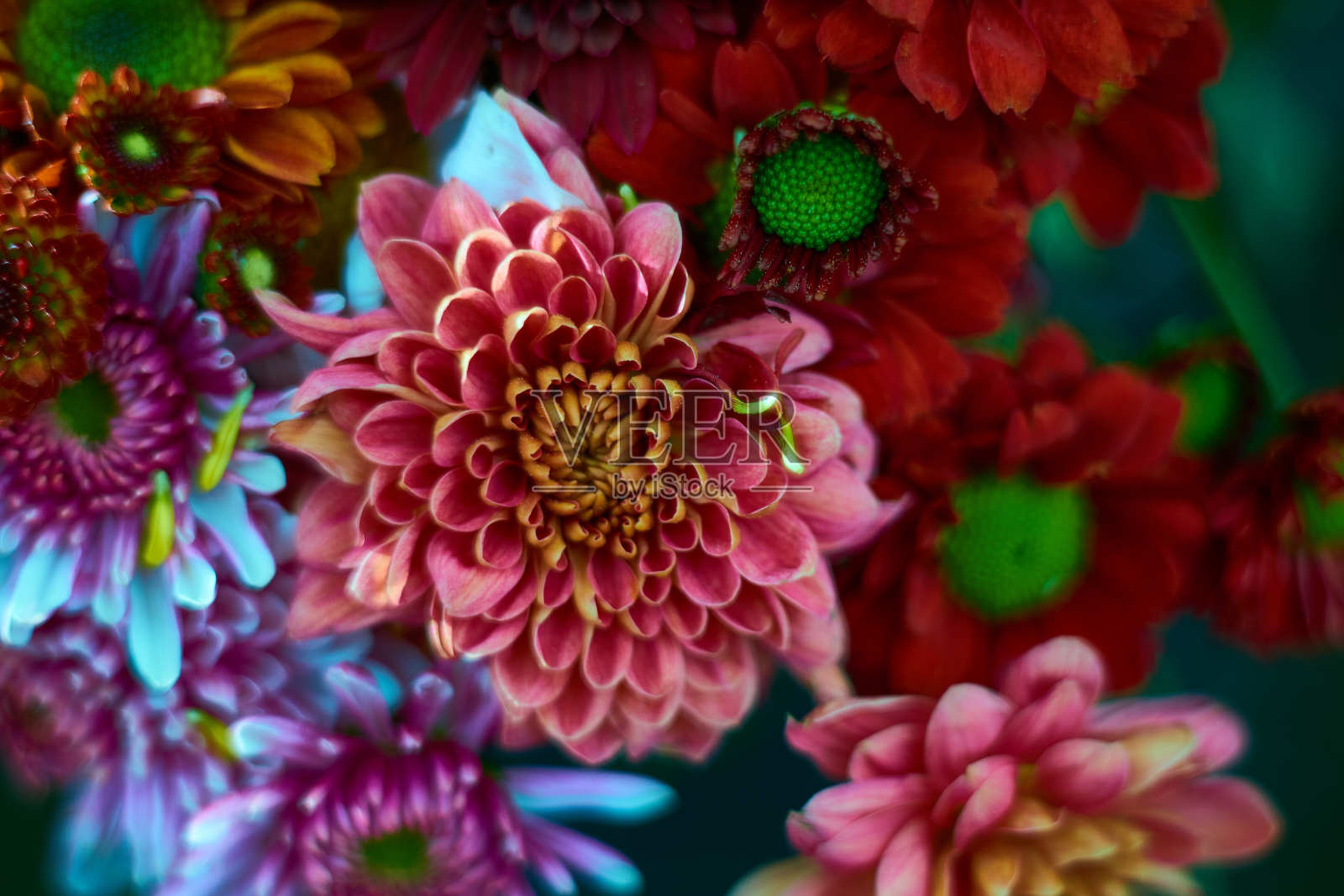 花照片摄影图片