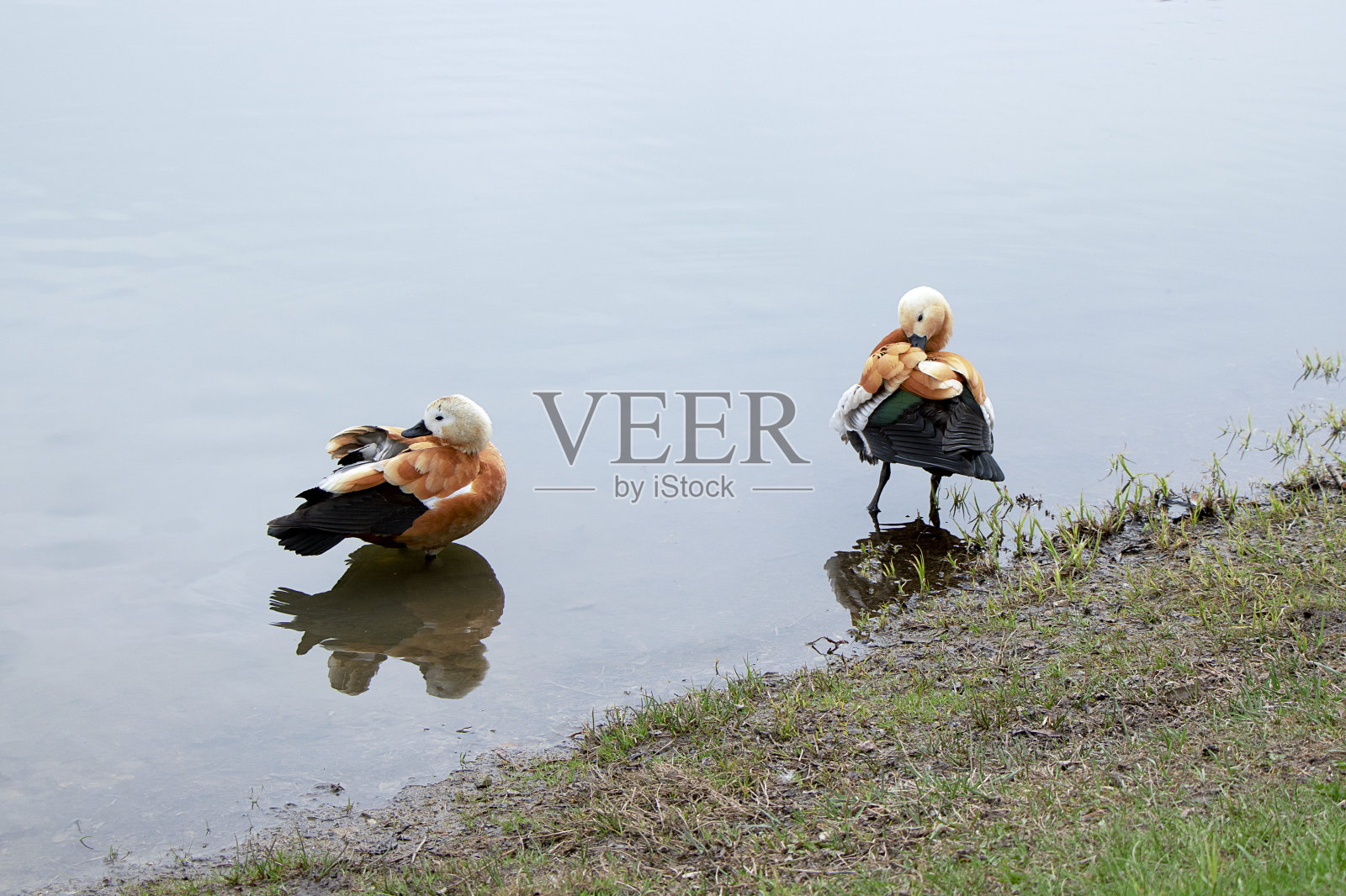 两只白头的红鸭子站在水里。夏天是温暖的一天，海水湛蓝。鸟清理羽毛。Tadorna Ferruginea。照片摄影图片