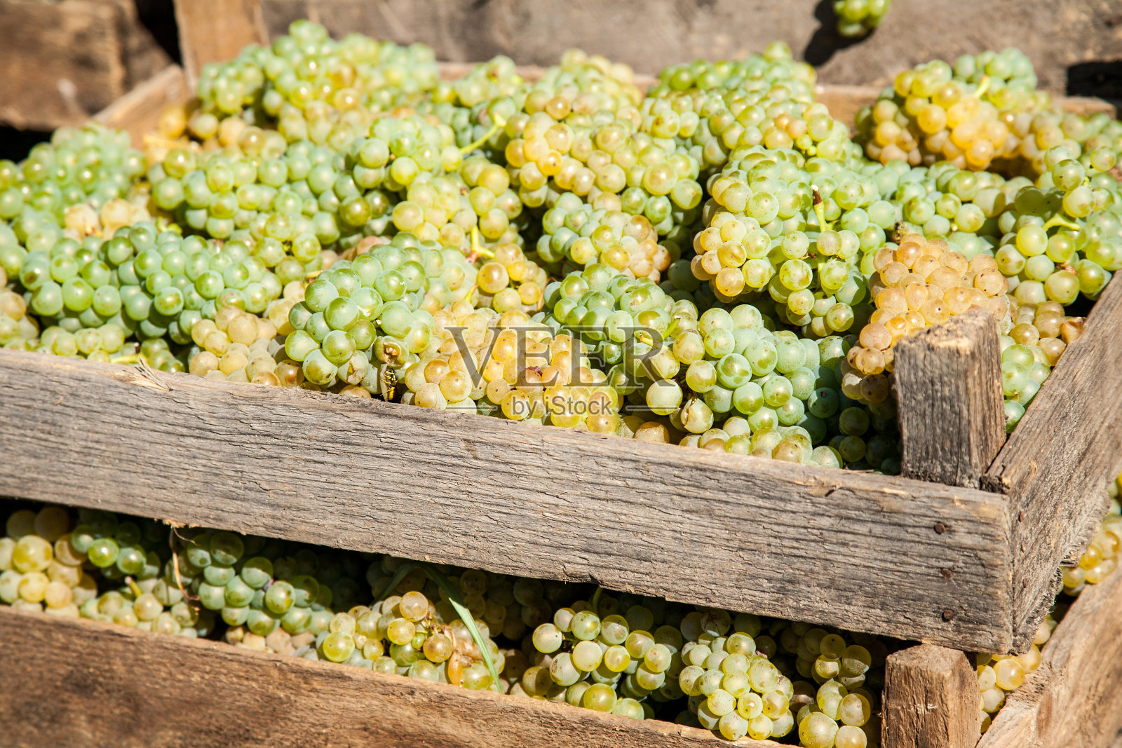 新鲜收获的白葡萄酒酿造葡萄串在木盒子里照片摄影图片