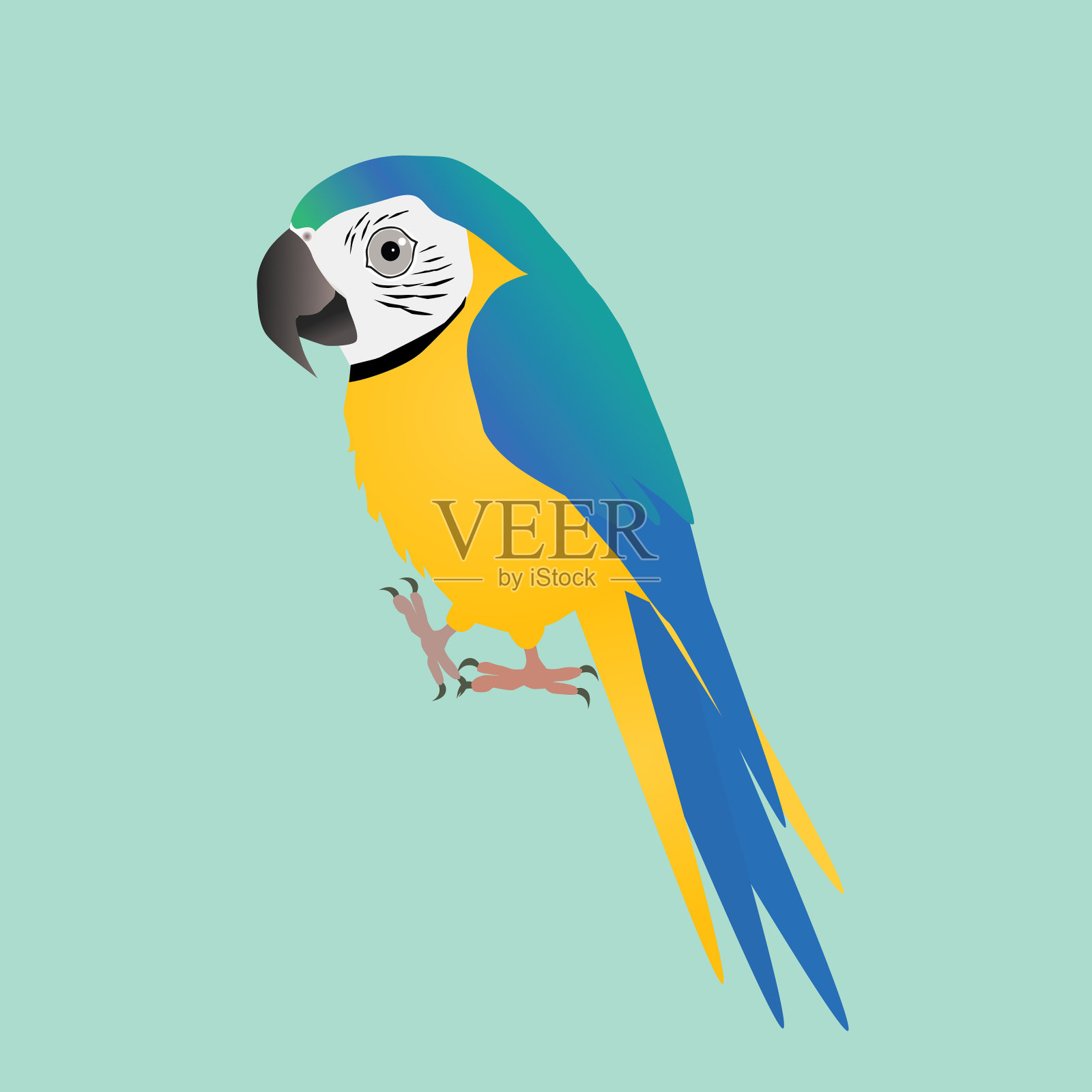 有趣的蓝色和黄色金刚鹦鹉插画图片素材