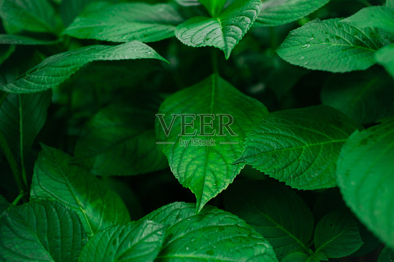 叶子是绿色的，有水滴。照片摄影图片