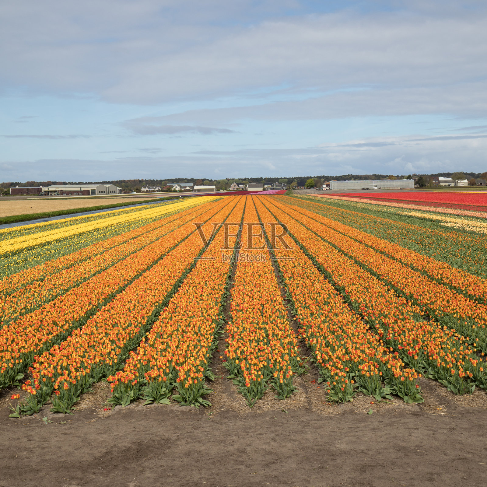 荷兰南荷兰博伦斯特里克五颜六色的郁金香田照片摄影图片