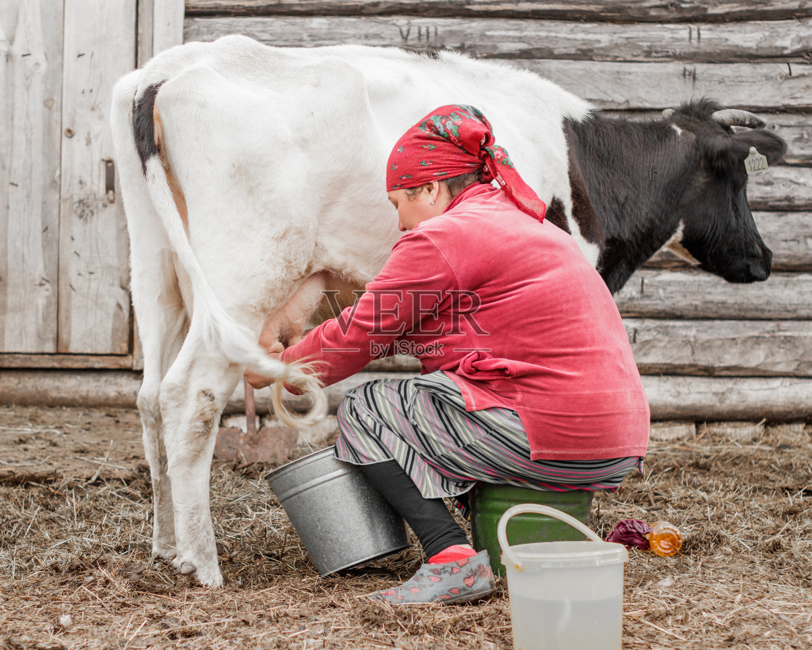 在俄罗斯西伯利亚村庄的女人正在挤牛奶照片摄影图片