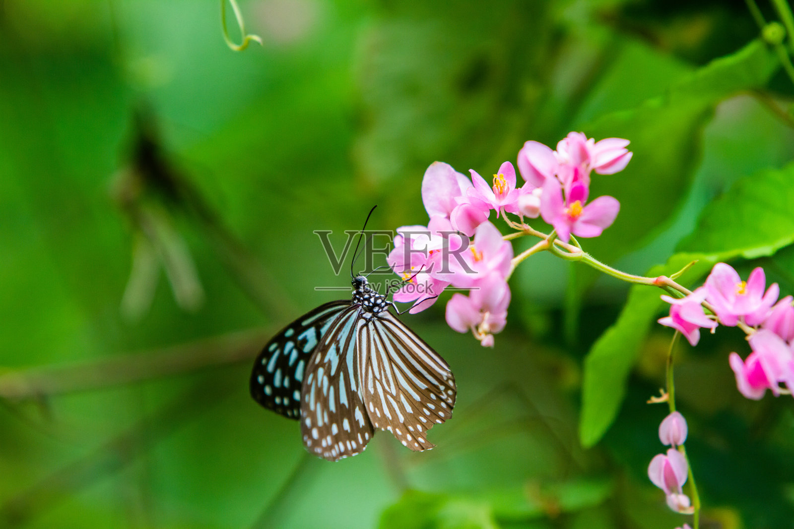 Tirumala septentrionis，深蓝色的虎蝶照片摄影图片