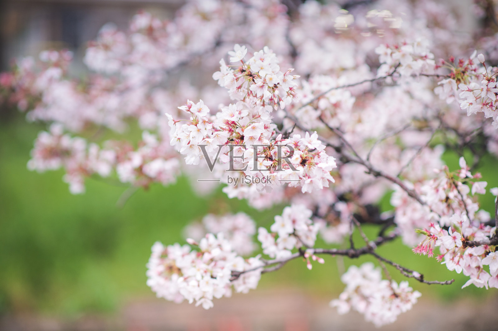 在日本东京美丽的樱花树下散步或樱花树隧道照片摄影图片