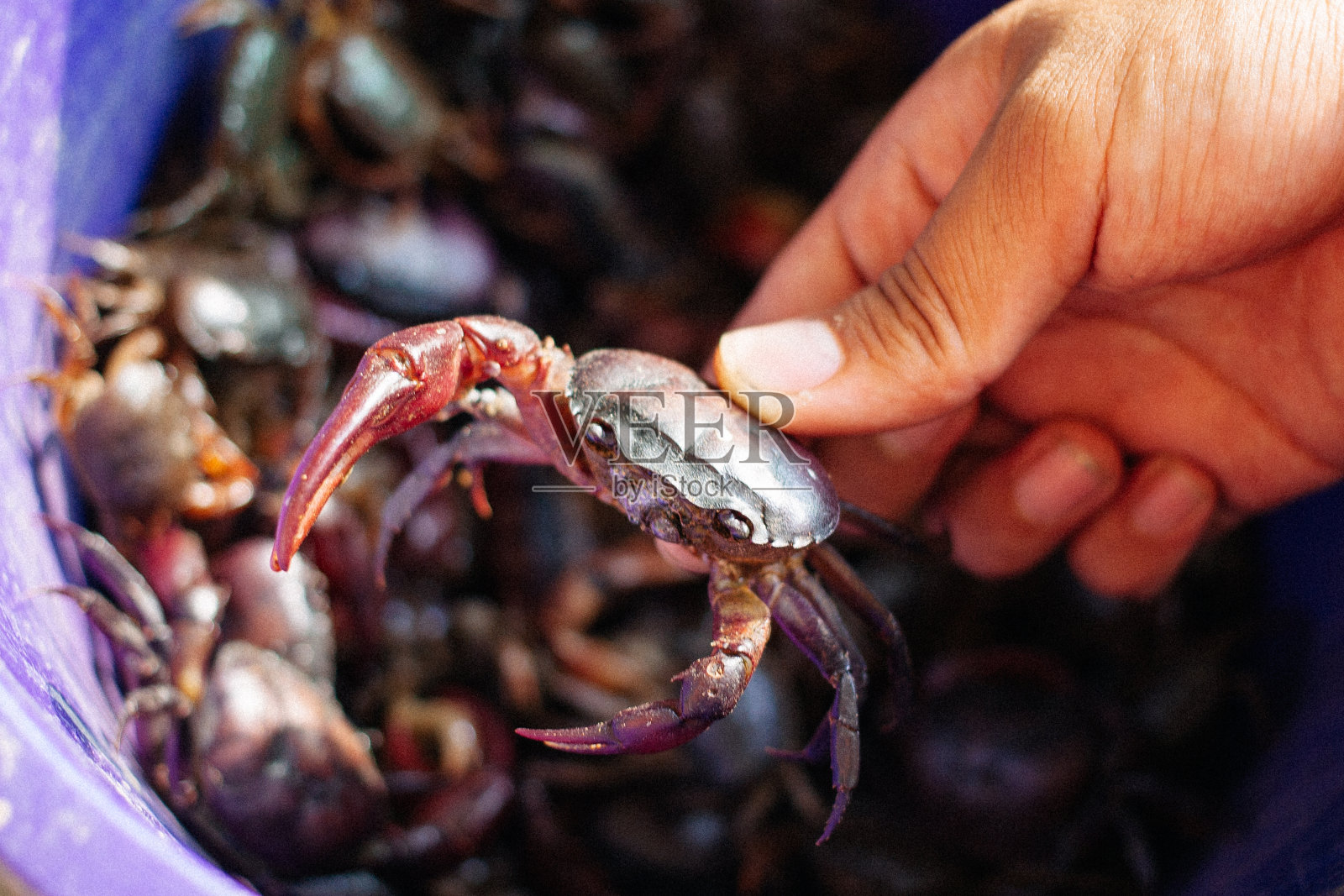 做泰国辣沙拉的螃蟹照片摄影图片