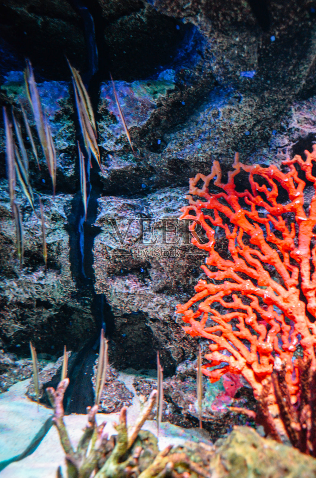 海底生活照片摄影图片