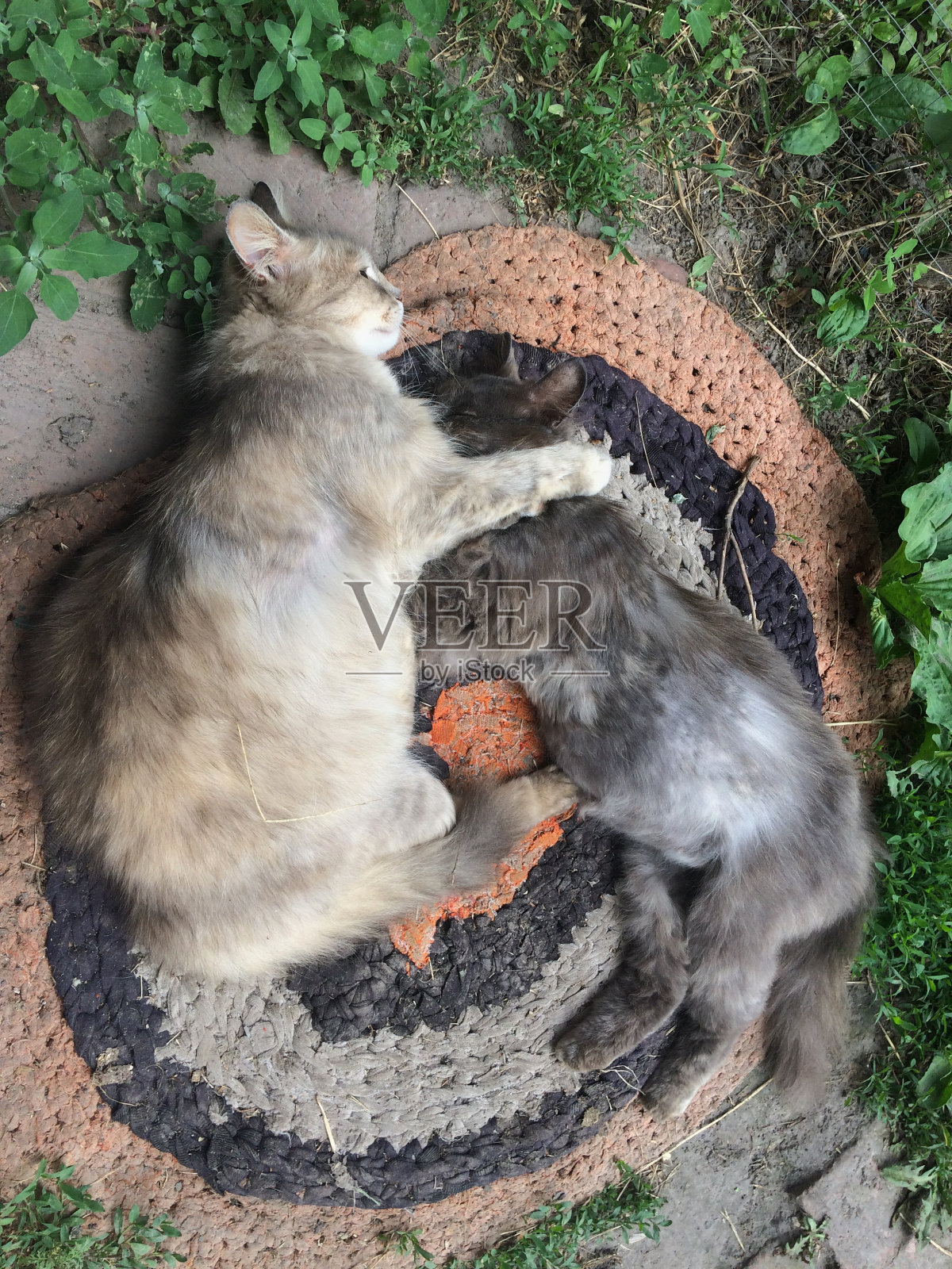 两只可爱的小猫在肮脏的圆地毯上休息。照片摄影图片