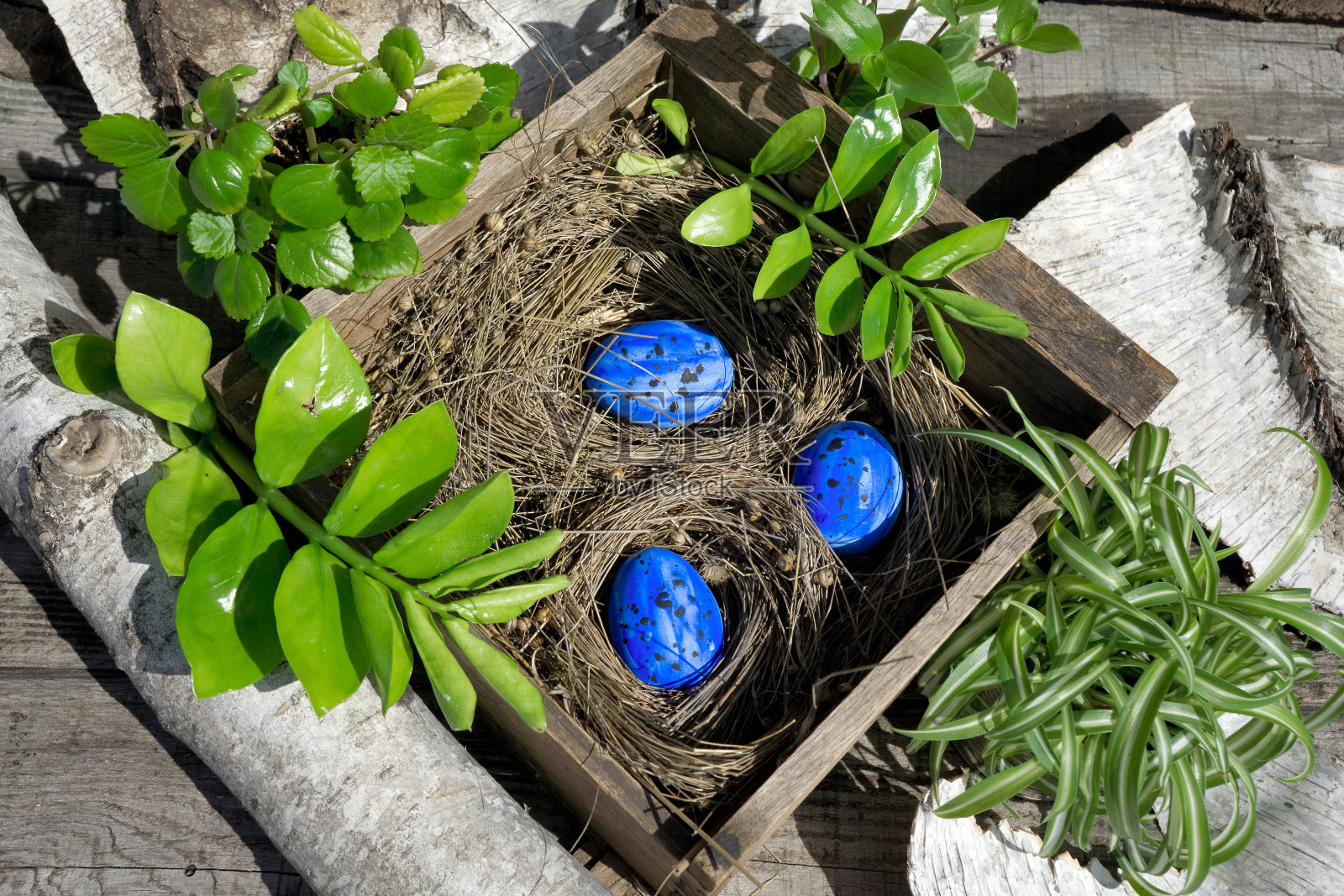 复活节作品:用旧木箱装蓝蛋，用干植物做窝，绿色植物和花照片摄影图片