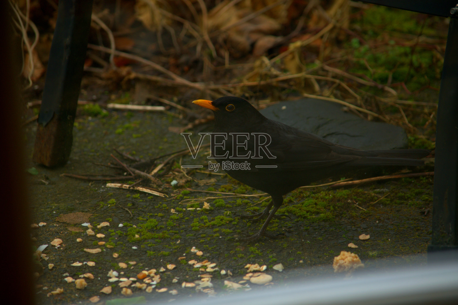 冬天花园中的雄性画眉照片摄影图片