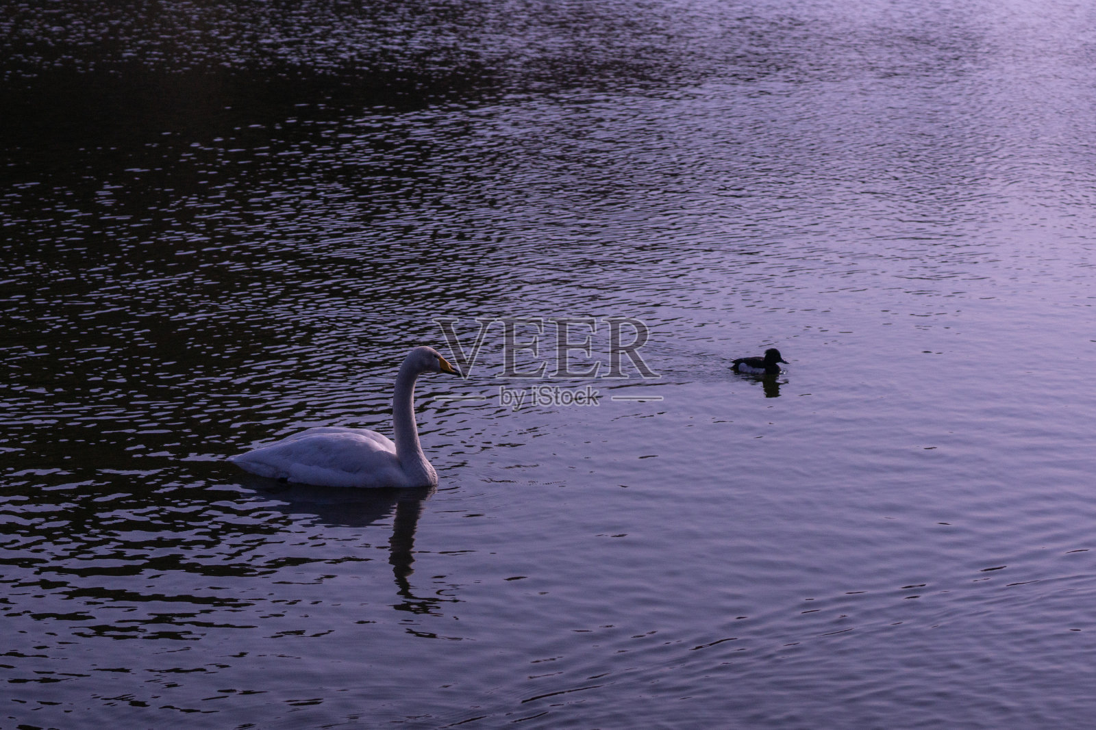 天鹅生活的沼泽。这个地方离东京比较近。照片摄影图片