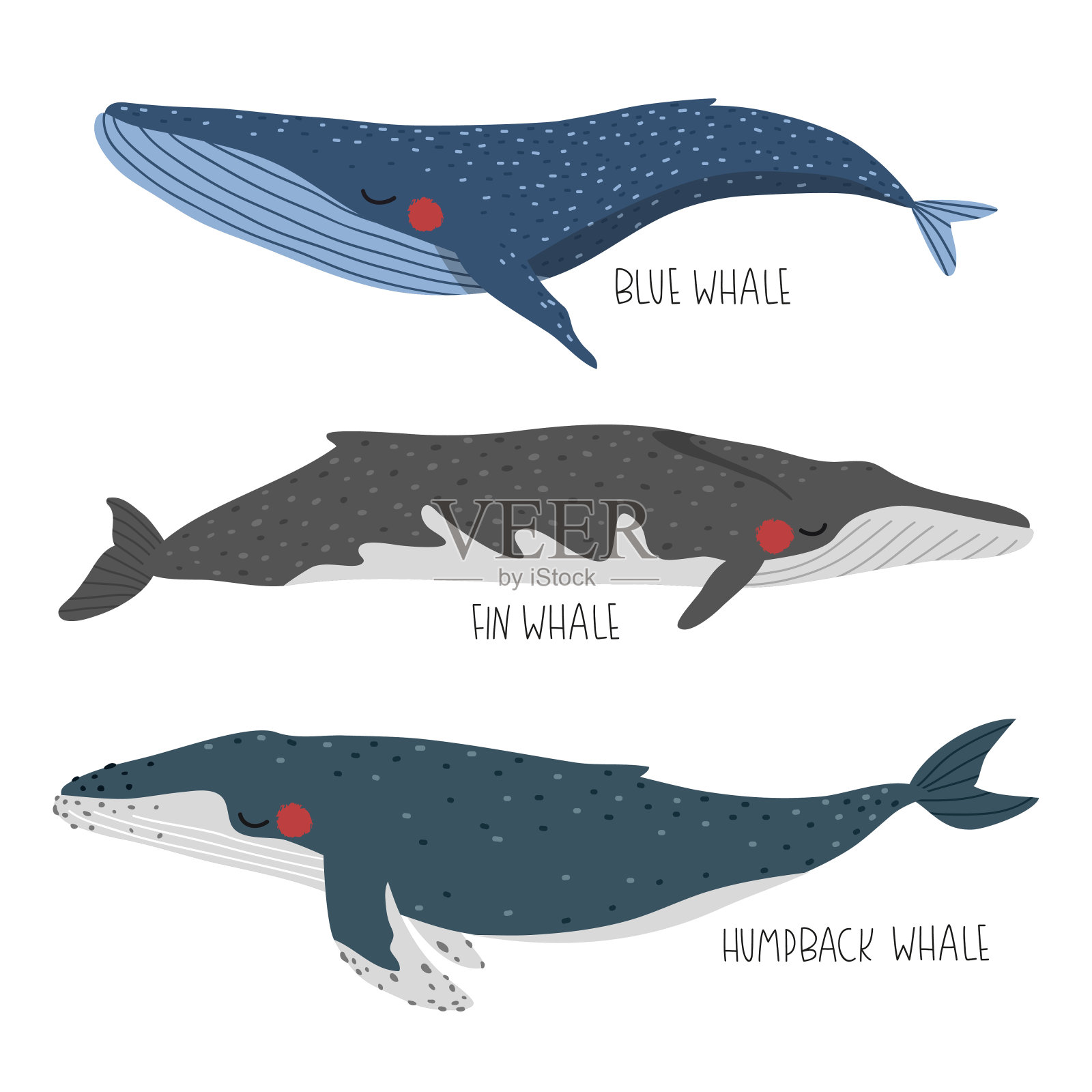 可爱的卡通鲸鱼矢量插图设计元素图片