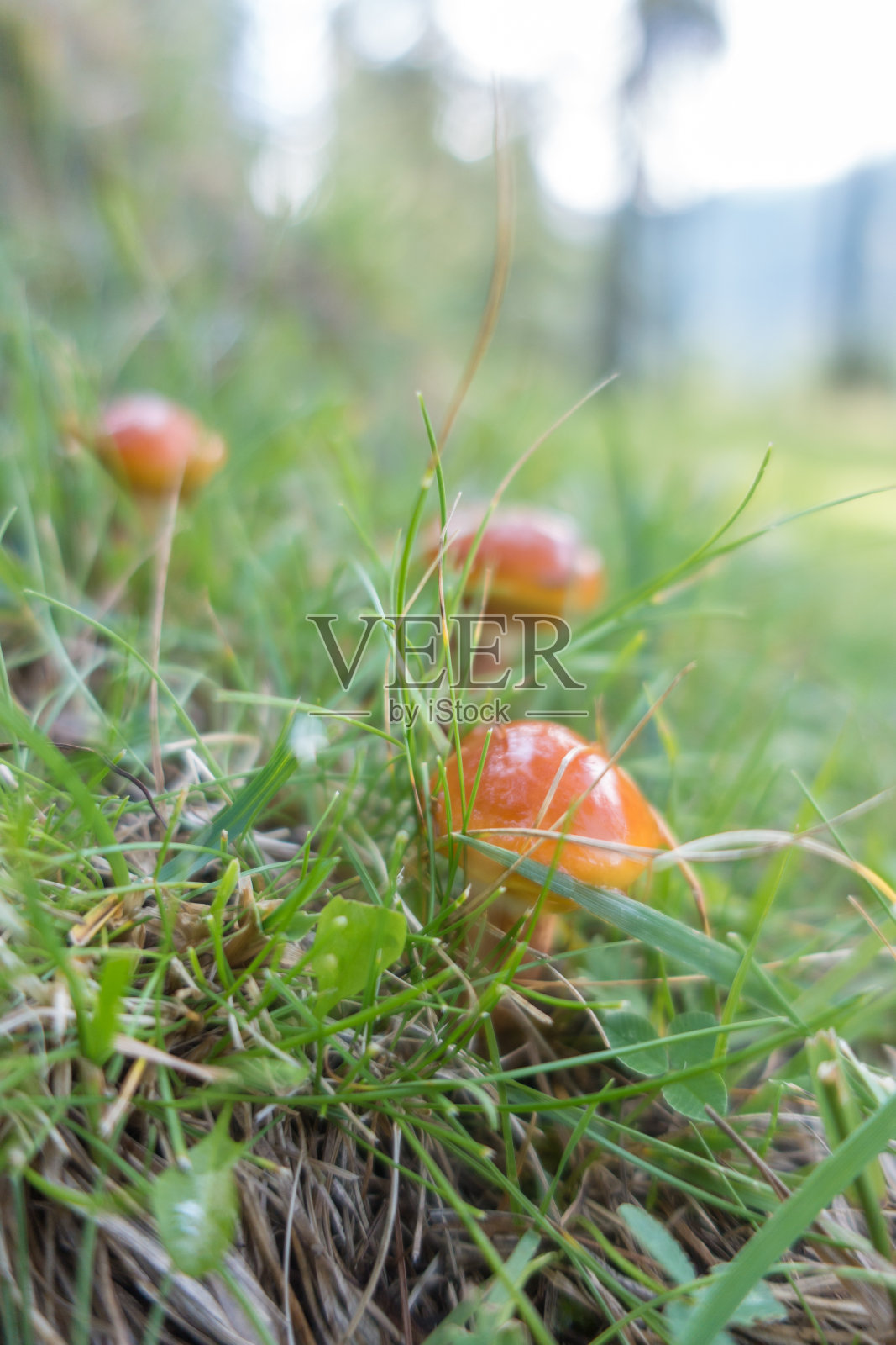 小小的棕色蘑菇生长在高山森林里照片摄影图片