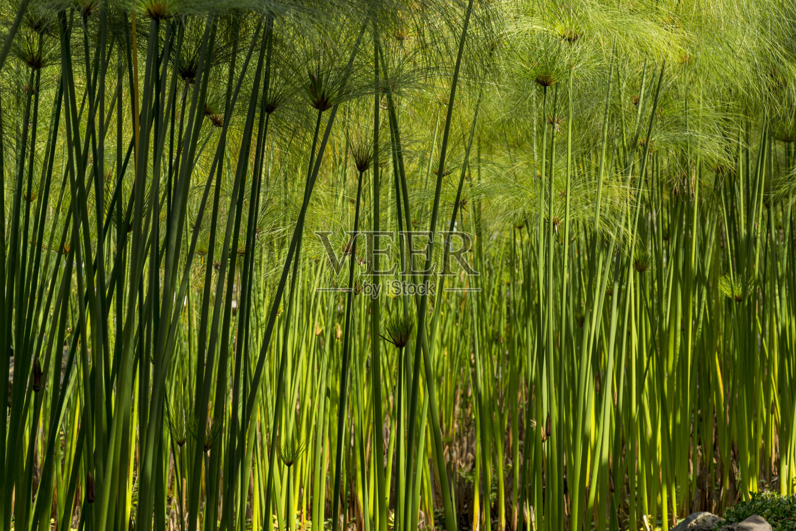 莎草，墨西哥查普尔特佩克公园的热带沼泽植物照片摄影图片