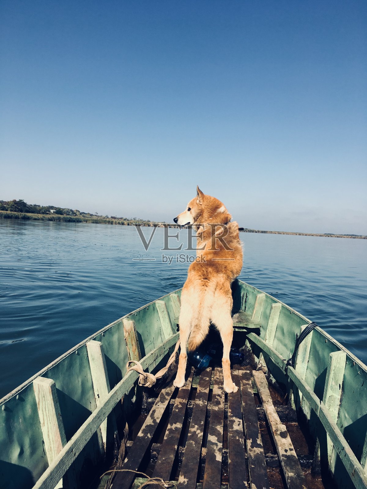 船上的狗照片摄影图片