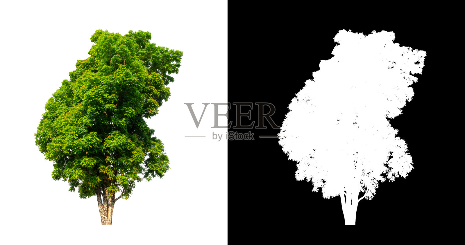 树在透明图片背景与剪切路径，单树与剪切路径和alpha通道在黑色背景照片摄影图片