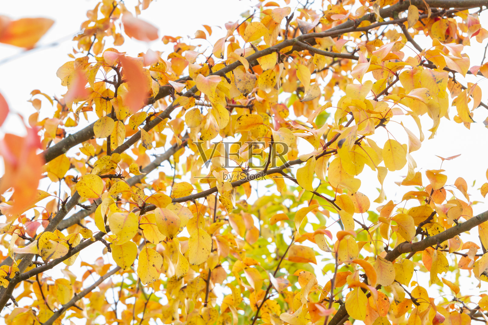 秋天的树与黄叶在多云的天气照片摄影图片