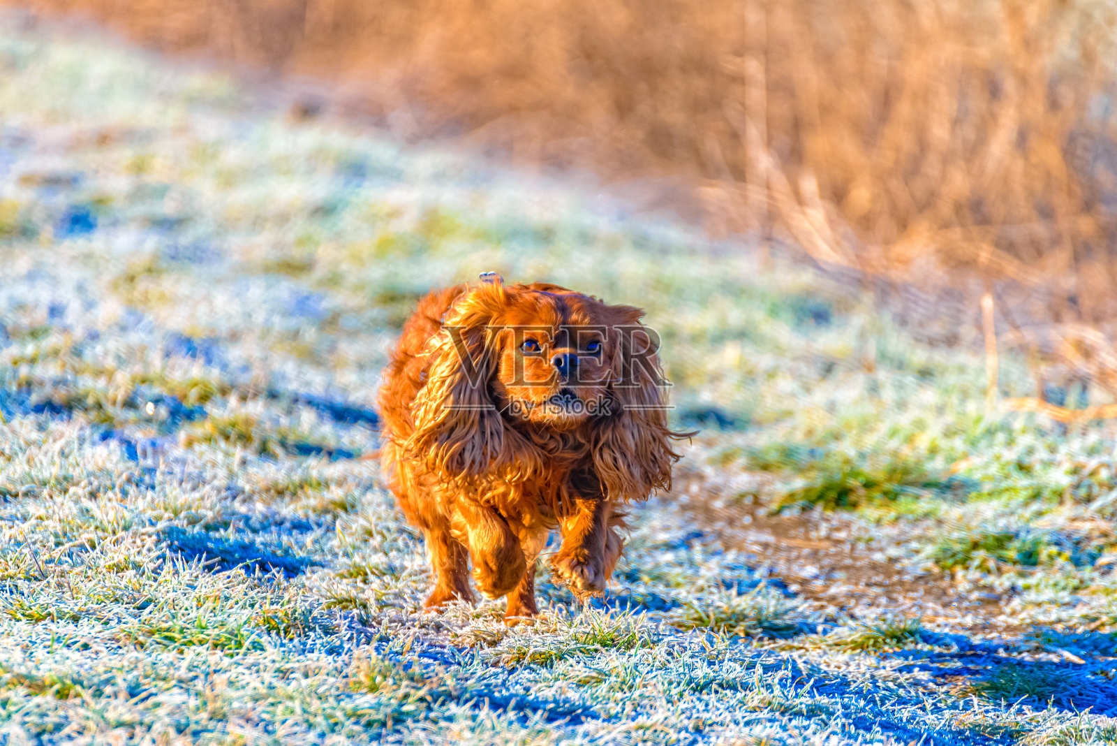 查理士国王的长耳獚犬穿过一条土路照片摄影图片