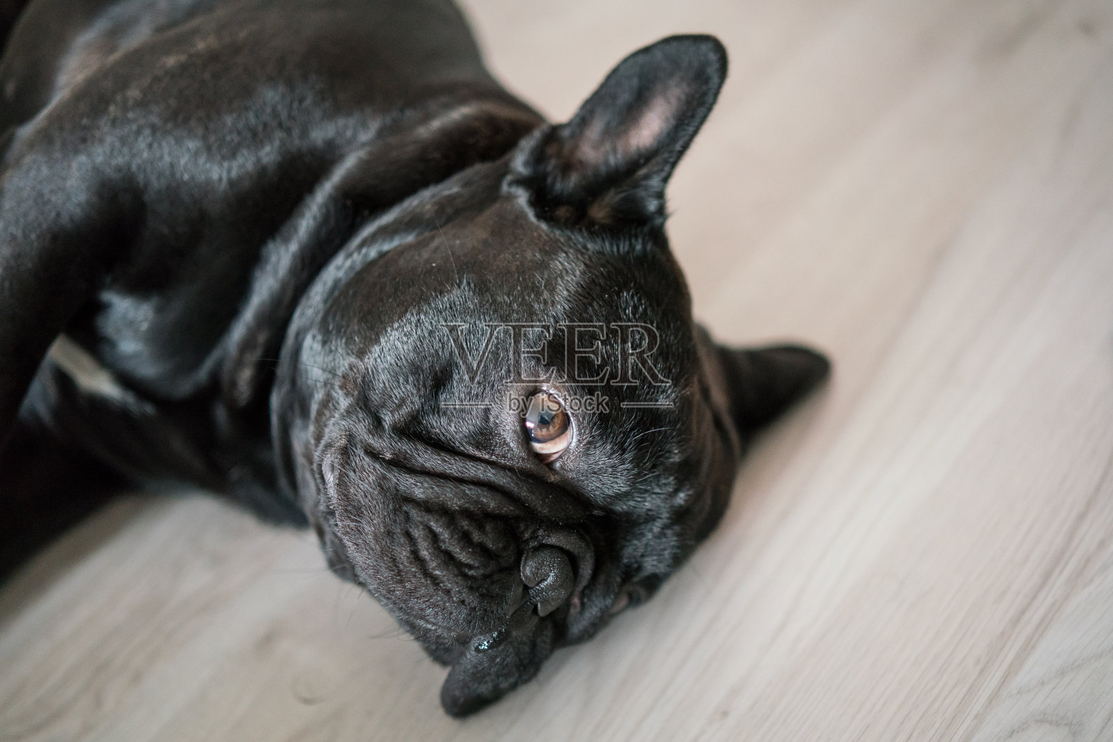 小狗法国斗牛犬照片摄影图片