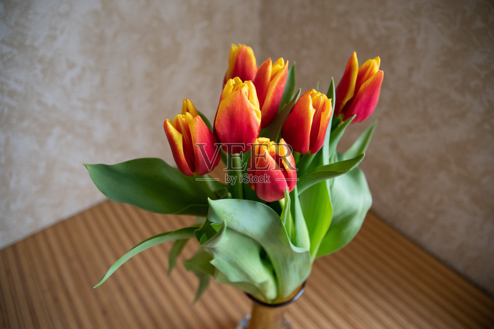 鲜红色郁金香花与红色花瓣的黄色边缘的特写。一束花蕾形状的郁金香和多汁的绿色叶子在模糊的米色背景和复制空间。一束春天的鲜花。照片摄影图片