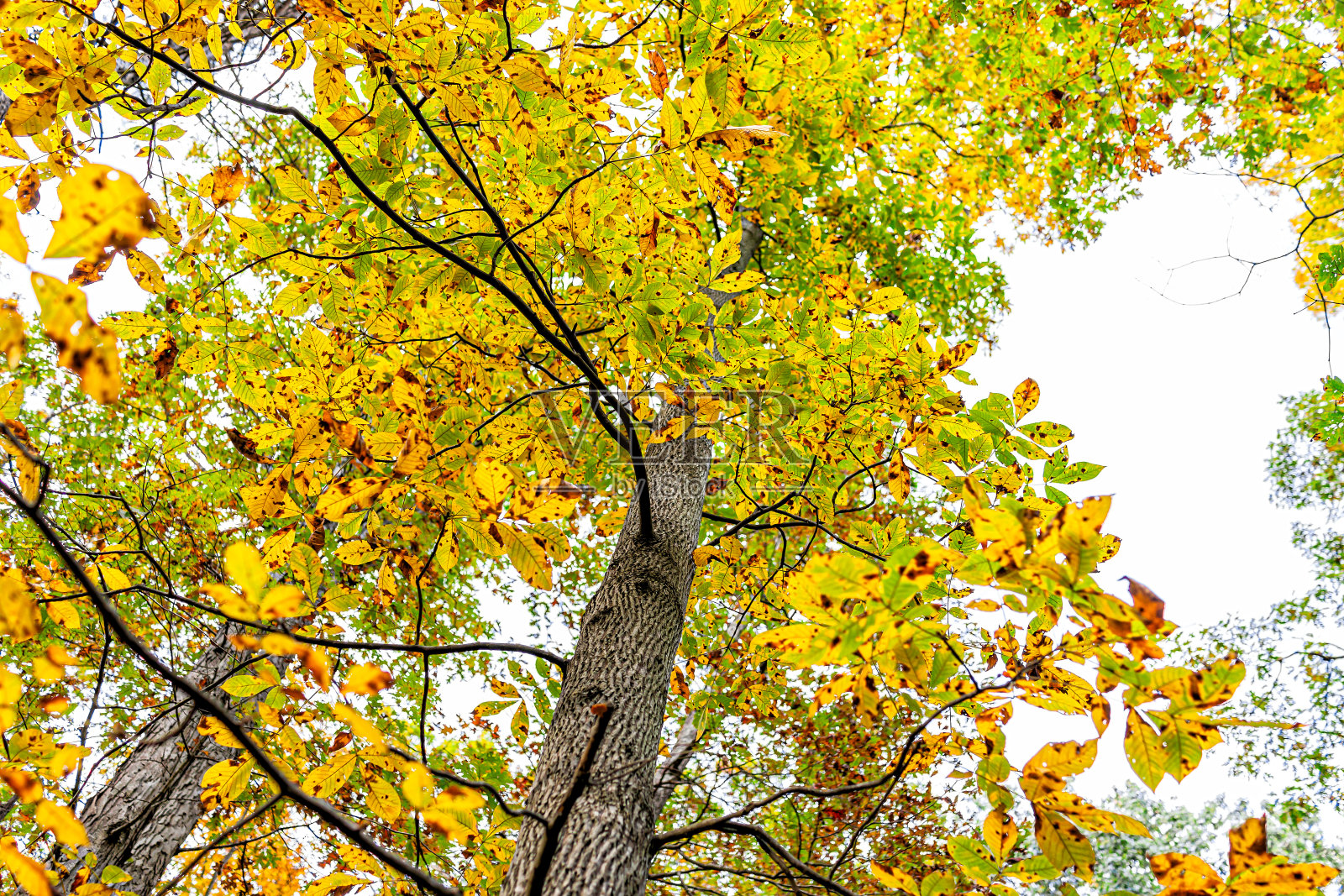 弗吉尼亚州黄色秋天的山核桃树叶低角度看在费尔法克斯县在弗吉尼亚州北部与树叶孤立的白色天空彩色的树叶照片摄影图片